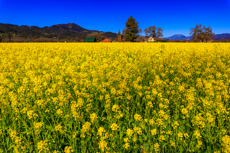 A field of yellow flowers blooms in Napa, an area our drug rehab serves.