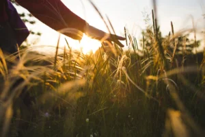 Close-up of a hand touching tall grass during sunset at Buddy's Ranch.