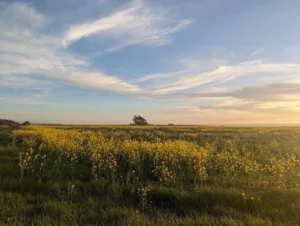 Scenic view of a yellow flower field under a blue sky with clouds.